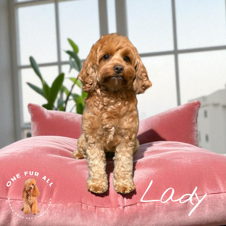 One Fur All: Cavoodles