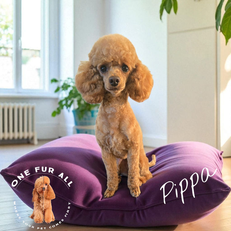 One Fur All: Cavoodles