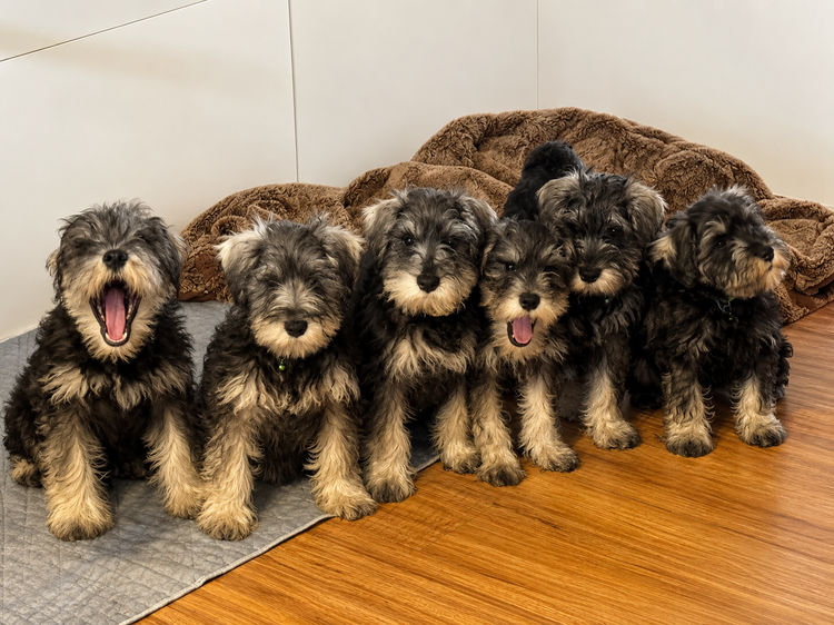 Cool Miniature Schnauzers