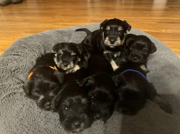 Cool Miniature Schnauzers