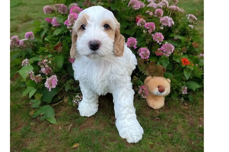 Happy Puppy Spot Spoodles Brisbane