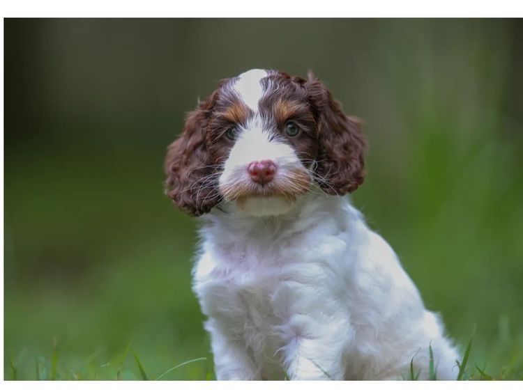Happy Puppy Spot Spoodles Brisbane
