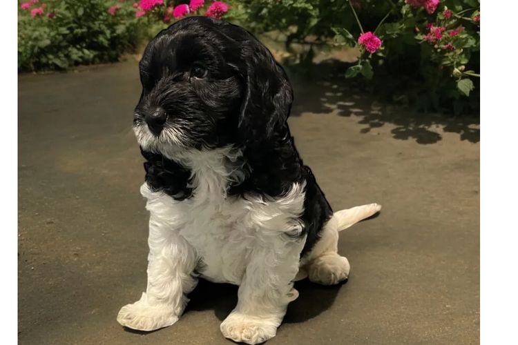 Happy Puppy Spot Spoodles Brisbane