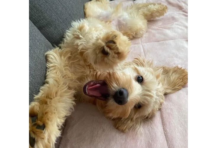 Happy Puppy Spot Spoodles Brisbane