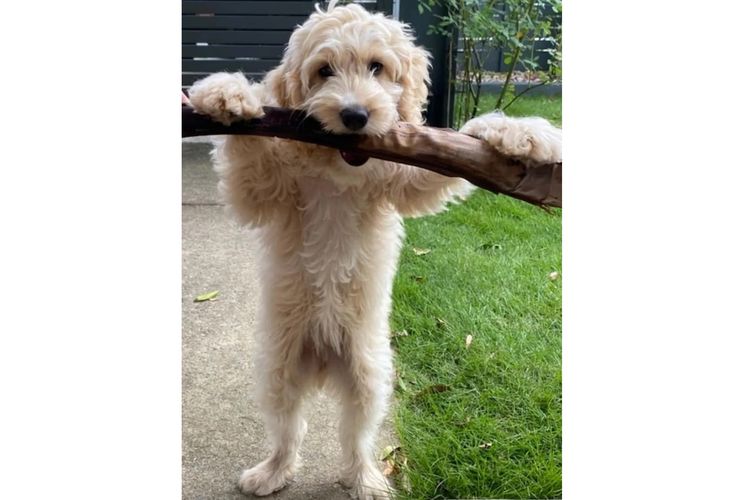 Happy Puppy Spot Spoodles Brisbane
