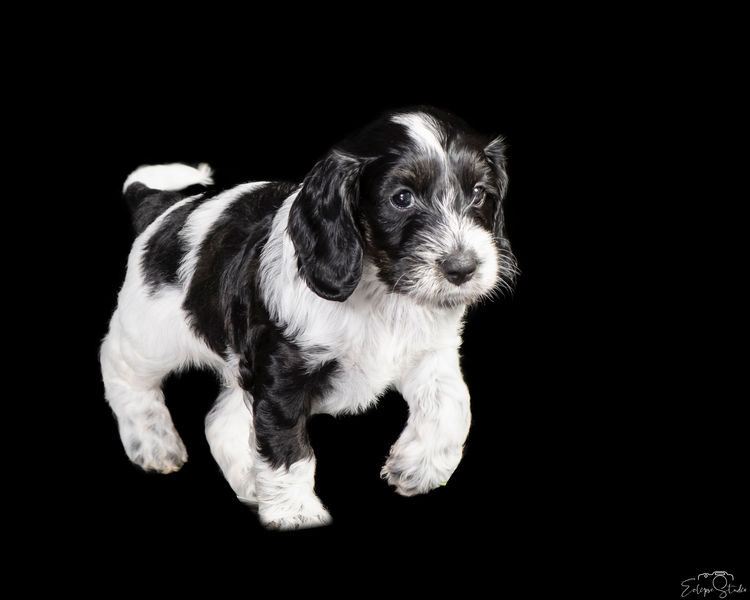Happy Puppy Spot Spoodles Brisbane