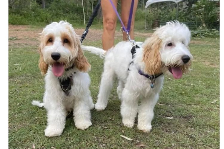 Happy Puppy Spot Spoodles Brisbane