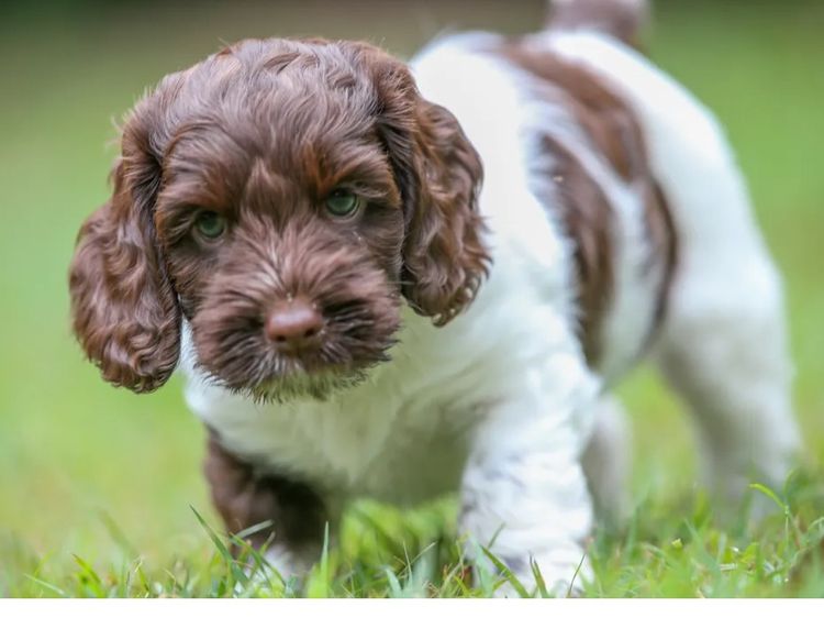 Happy Puppy Spot Spoodles Brisbane
