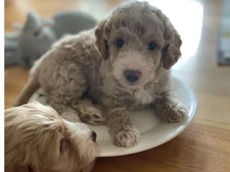 Happy Puppy Spot Spoodles Brisbane