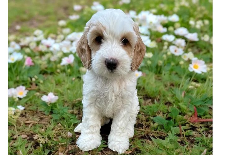 Happy Puppy Spot Spoodles Brisbane