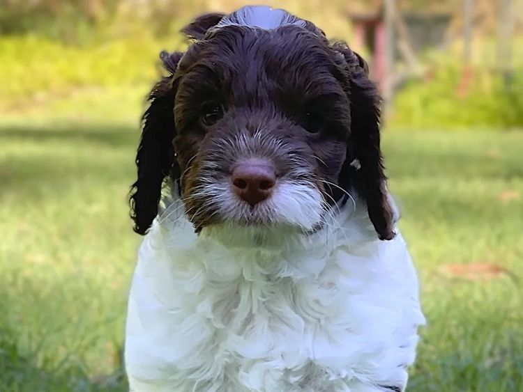 Happy Puppy Spot Spoodles Brisbane