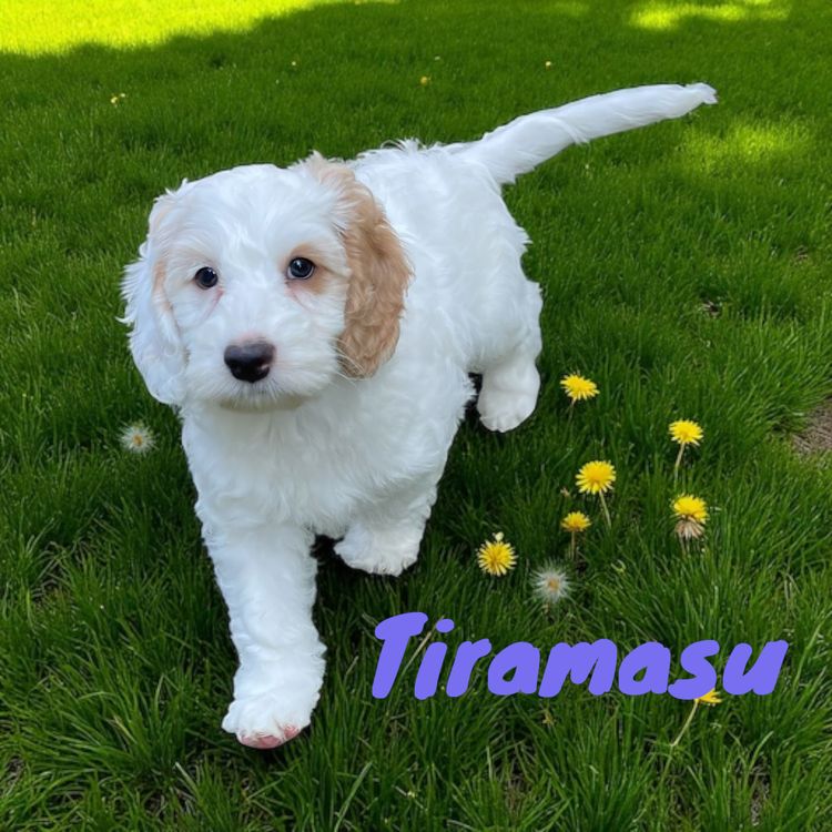 Happy Puppy Spot Spoodles Brisbane