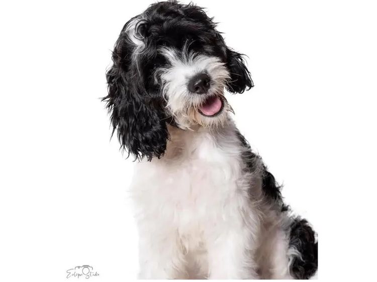 Happy Puppy Spot Spoodles Brisbane