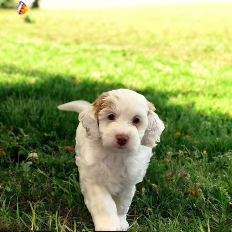 Happy Puppy Spot Spoodles Brisbane