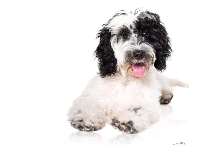 Happy Puppy Spot Spoodles Brisbane