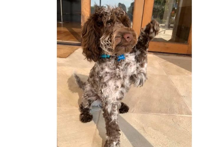 Happy Puppy Spot Spoodles Brisbane