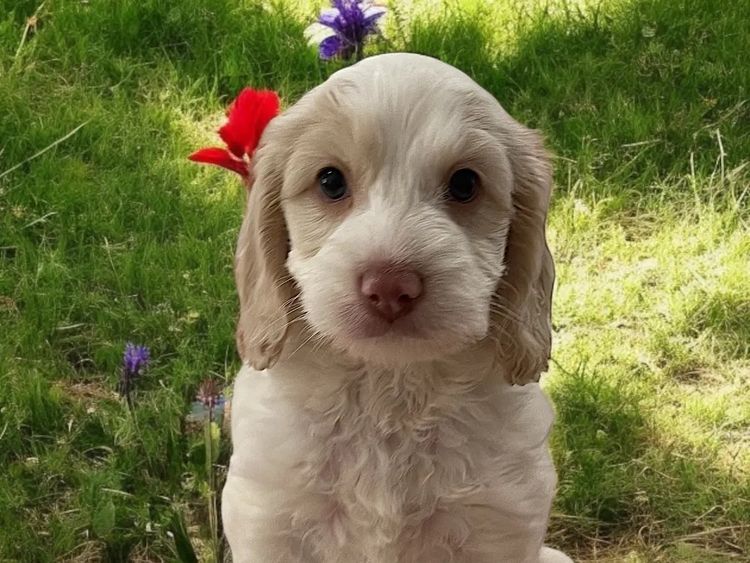 Happy Puppy Spot Spoodles Brisbane