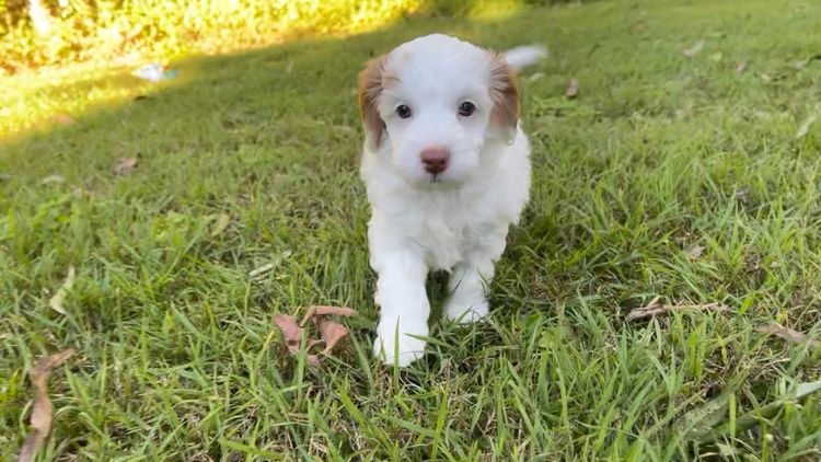 Happy Puppy Spot Spoodles Brisbane