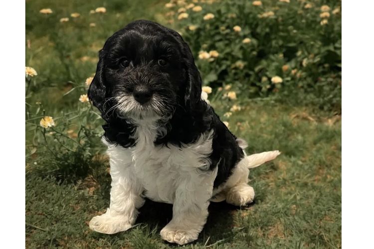 Happy Puppy Spot Spoodles Brisbane