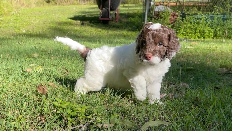 Happy Puppy Spot Spoodles Brisbane