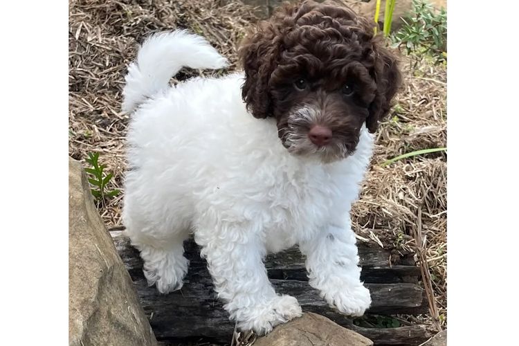 Happy Puppy Spot Spoodles Brisbane