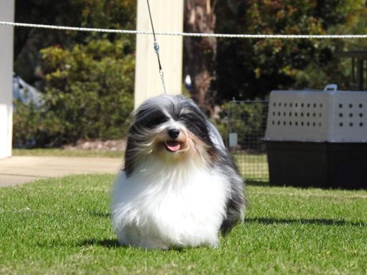 Beljala Kennels