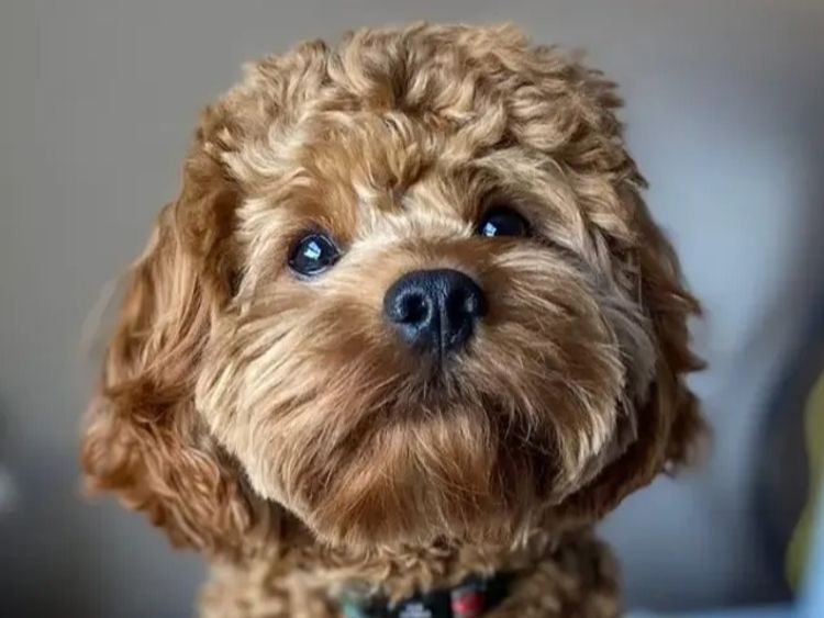 Puppies of Plenty