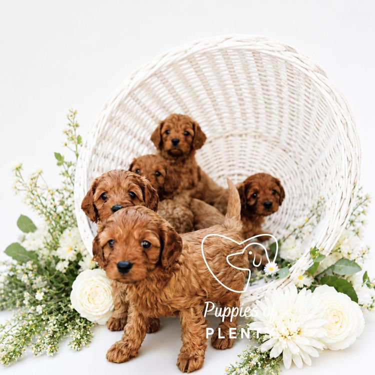 Puppies of Plenty