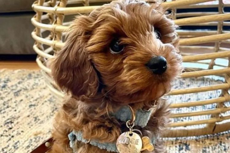 Puppies of Plenty