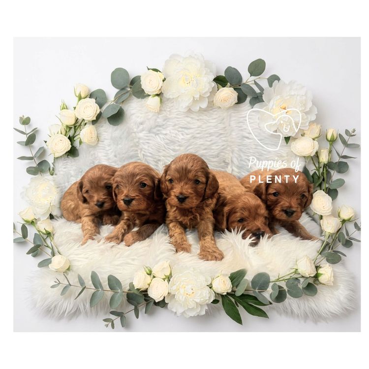 Puppies of Plenty