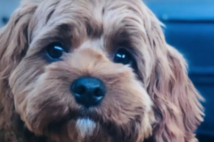 Puppies of Plenty