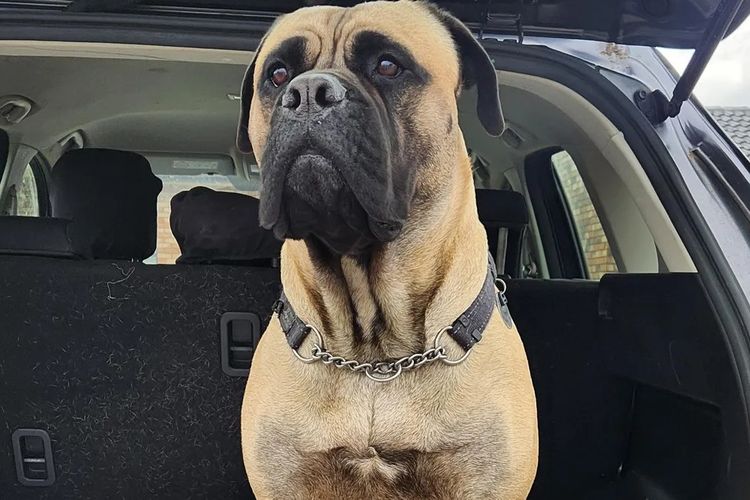 Mainard Bullmastiffs