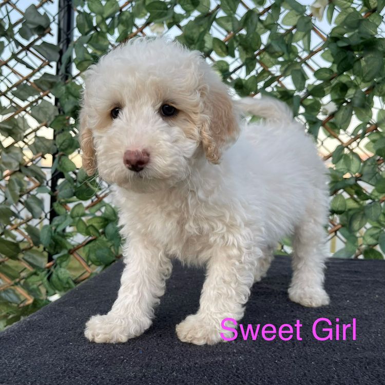 prettypetpoodles