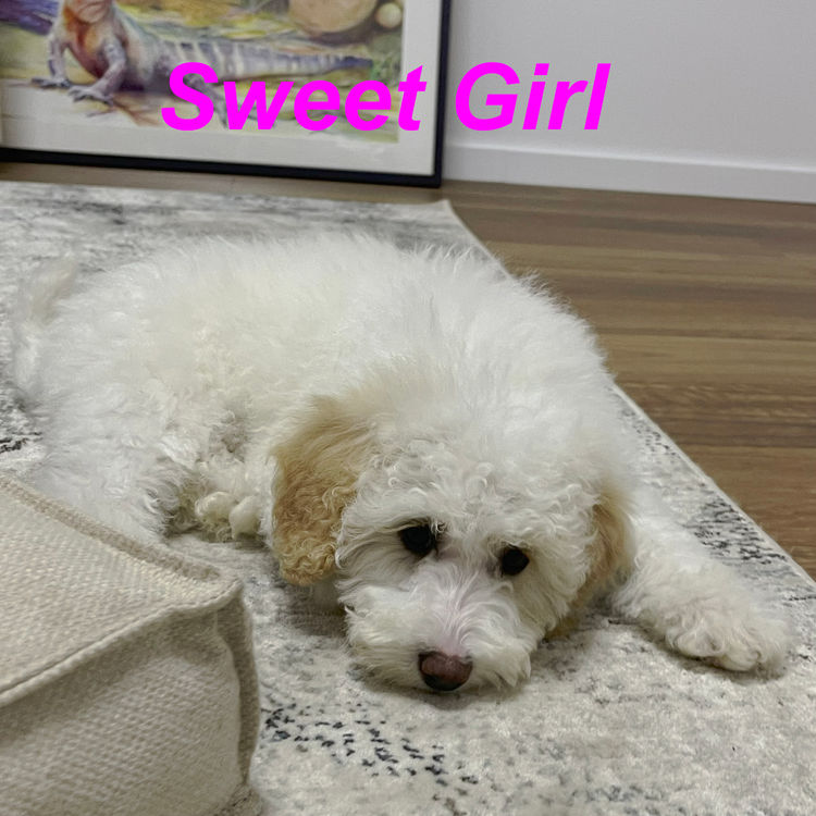 prettypetpoodles