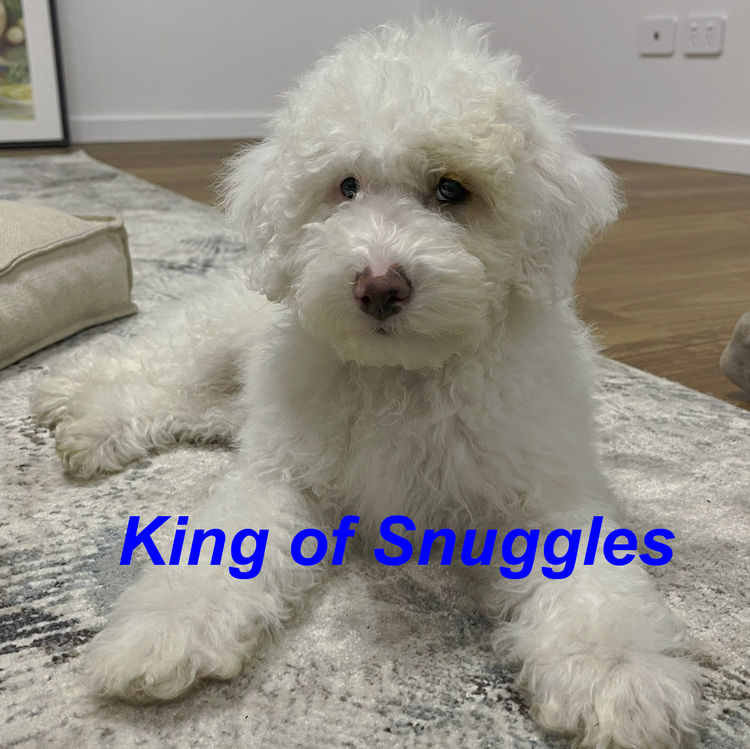 prettypetpoodles