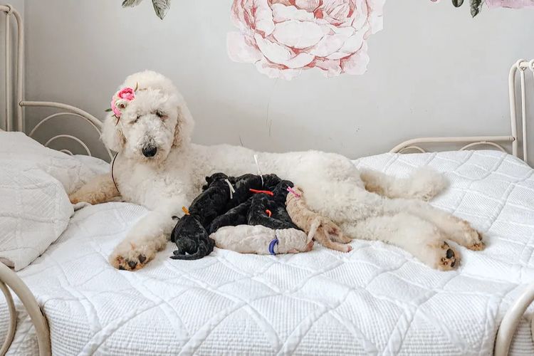 Poodles 2 Love