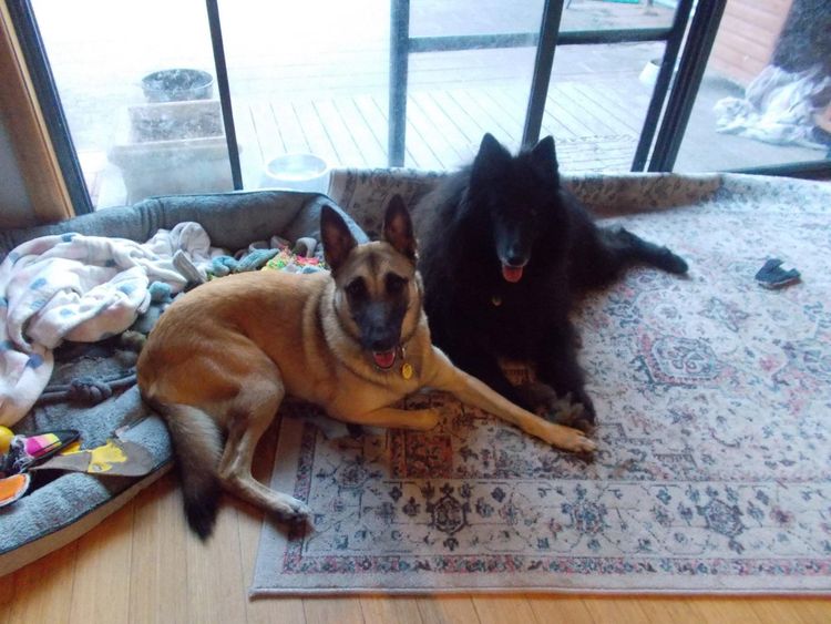 Tarraray Belgian Malinois