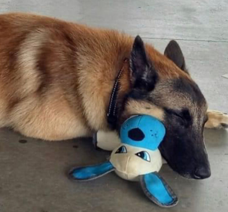 Tarraray Belgian Malinois