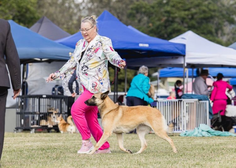 Tarraray Belgian Malinois