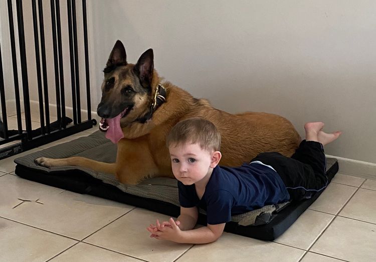Tarraray Belgian Malinois
