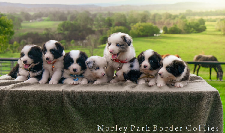 Norley Park Border Collies