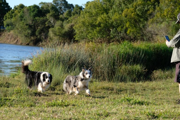 Norley Park Border Collies