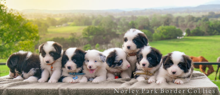 Norley Park Border Collies