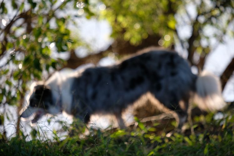 Norley Park Border Collies