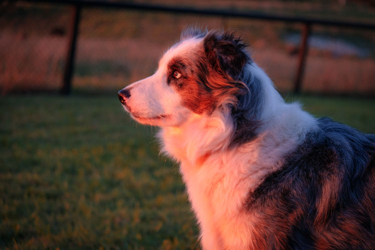 Norley Park Border Collies