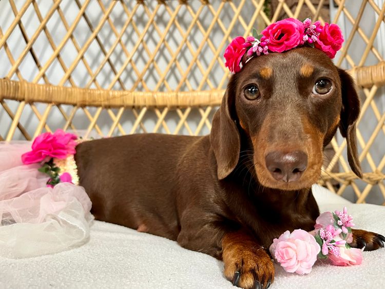 Basito Miniature Dachshunds
