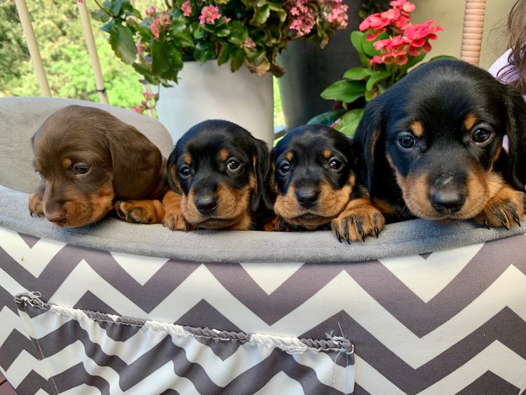 Basito Miniature Dachshunds