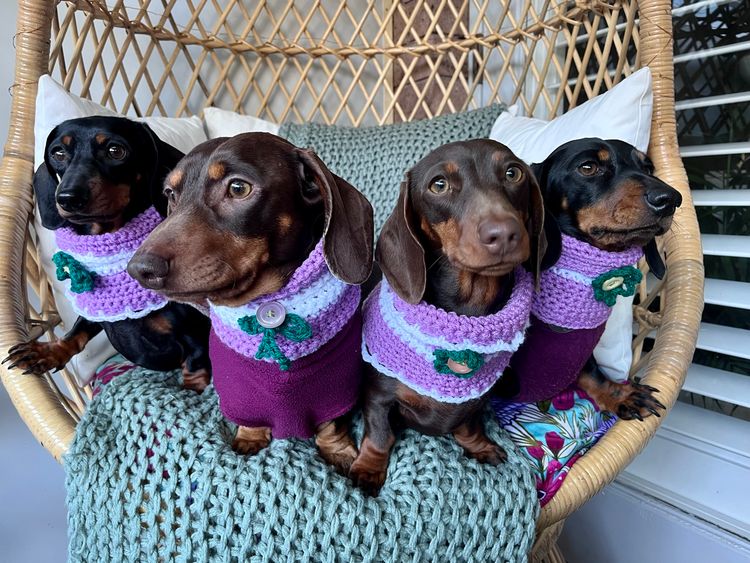 Basito Miniature Dachshunds