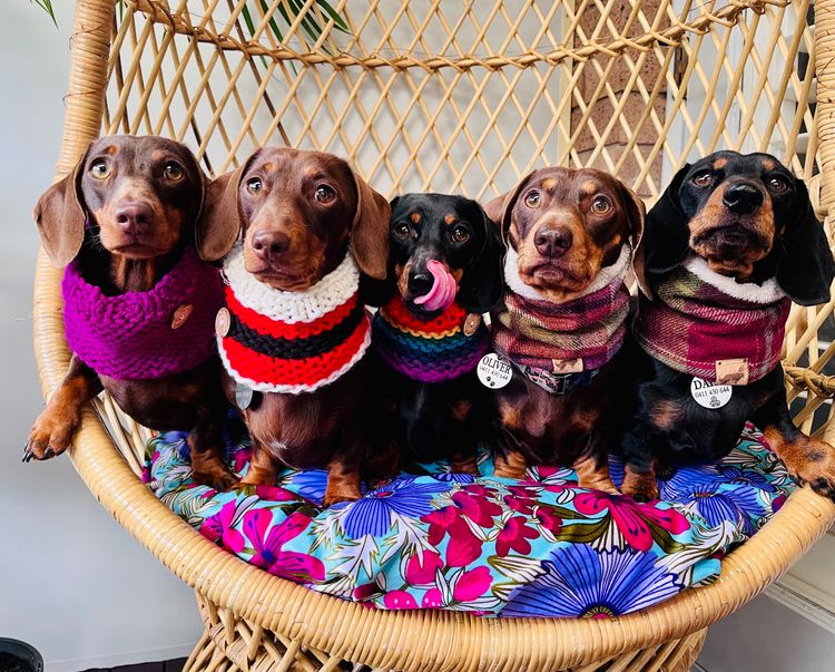 Basito Miniature Dachshunds