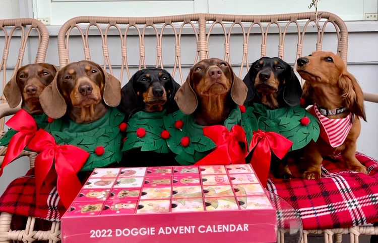 Basito Miniature Dachshunds